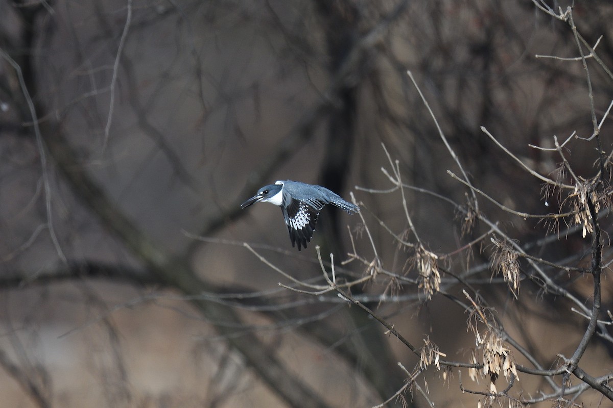 Belted Kingfisher - ML613466385