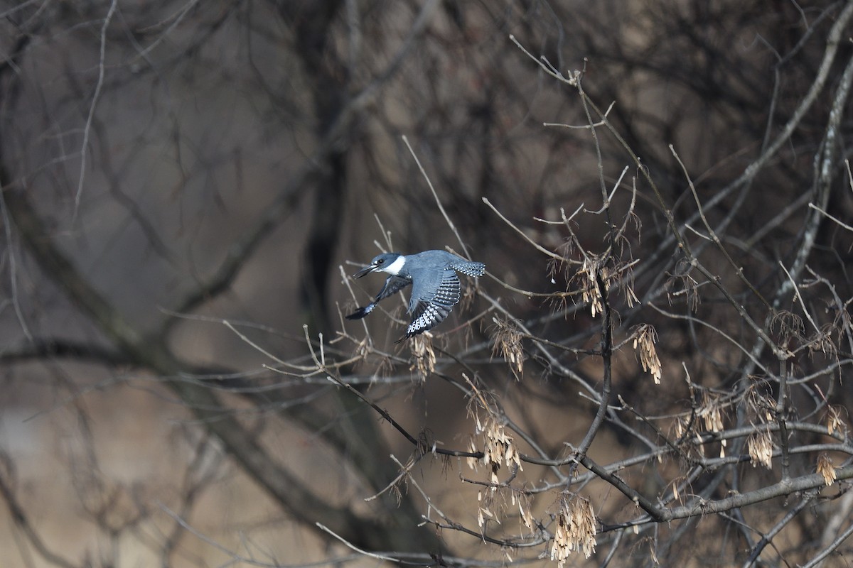 Belted Kingfisher - ML613466386