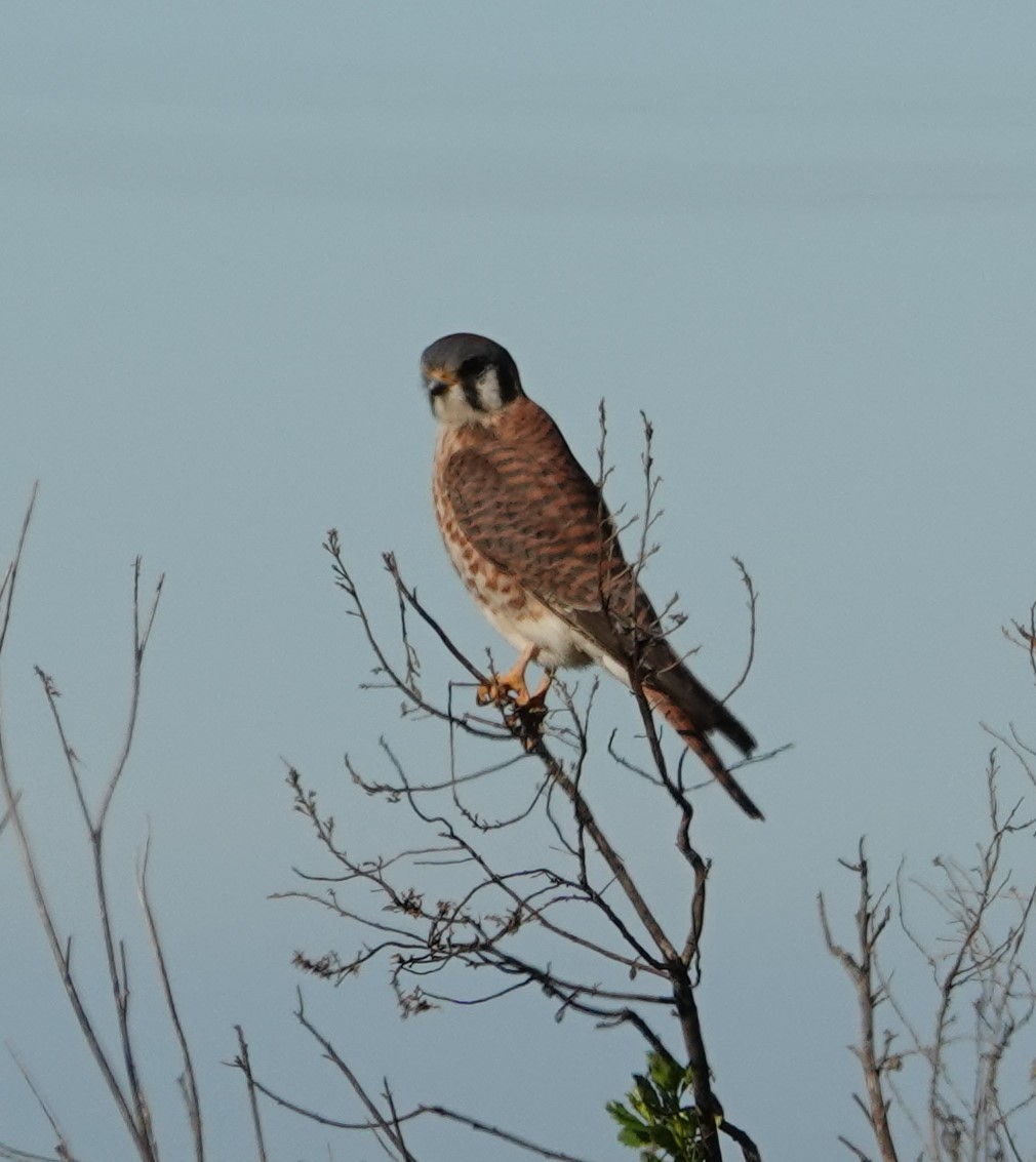 American Kestrel - ML613466396