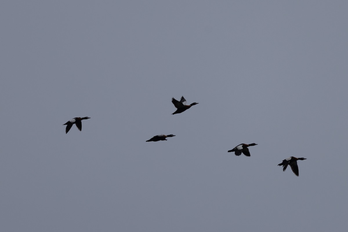 Australian Shelduck - ML613466397