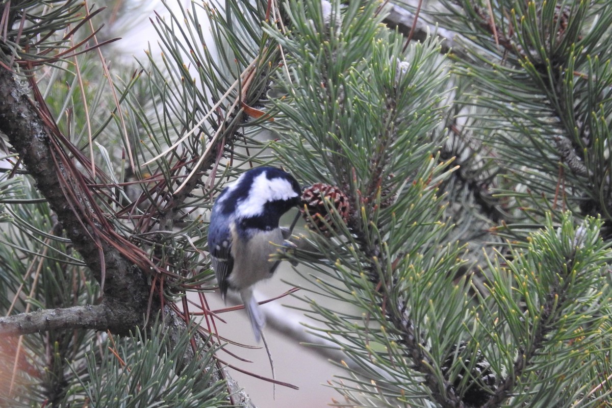 Coal Tit - ML613466439