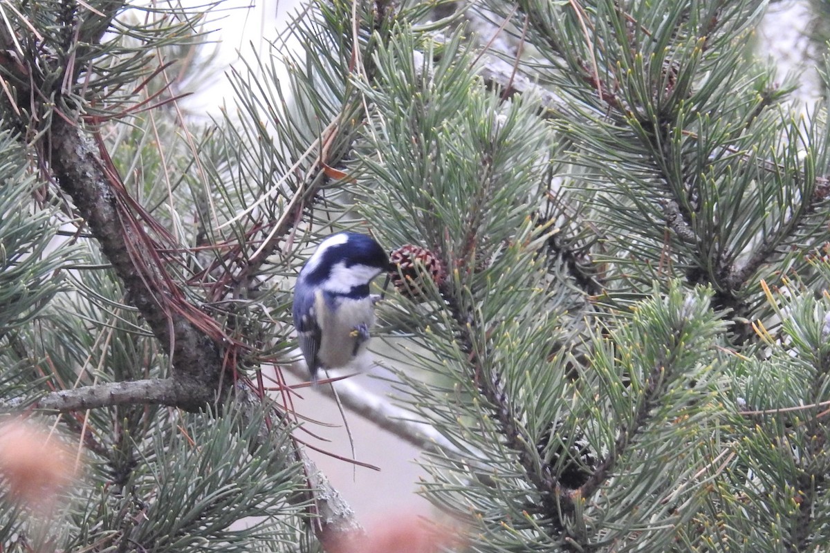 Coal Tit - ML613466442