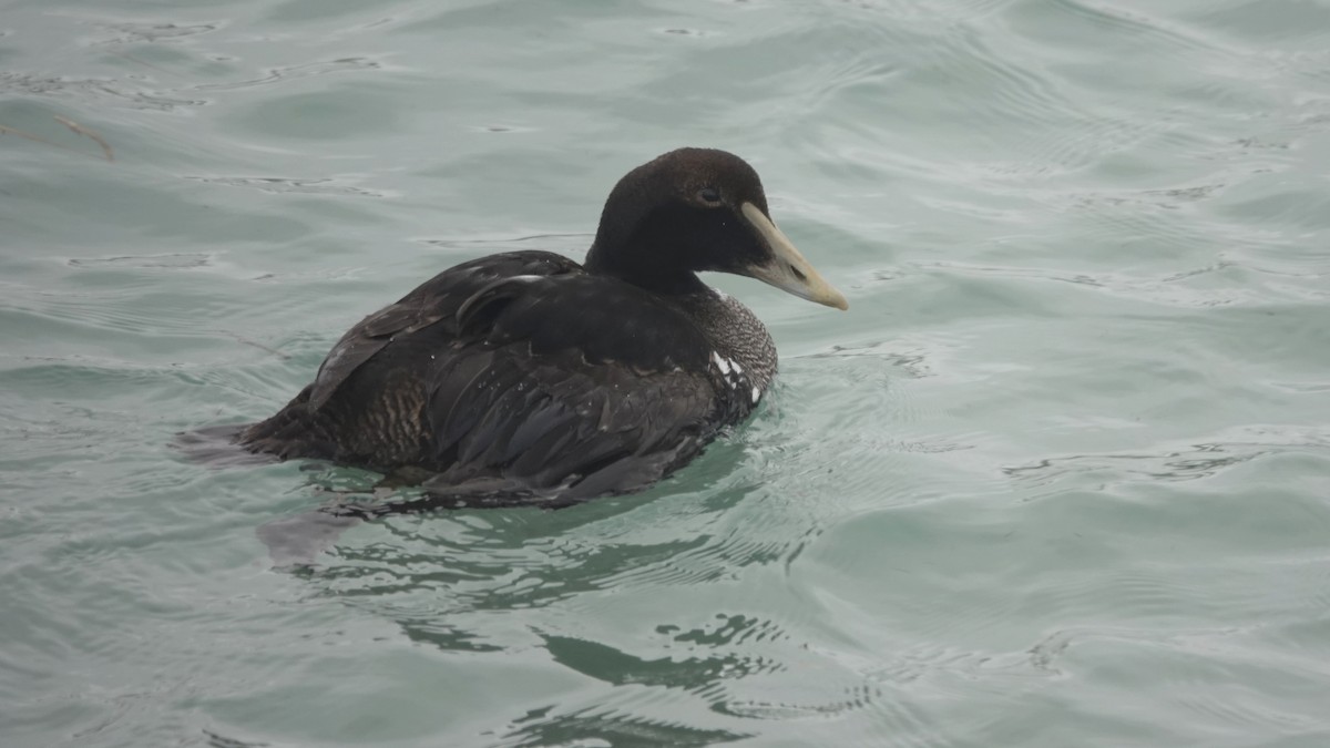 Common Eider - Barry Day