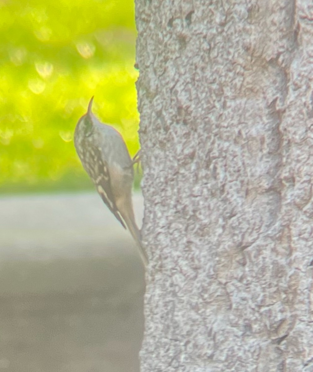 Brown Creeper - ML613466492