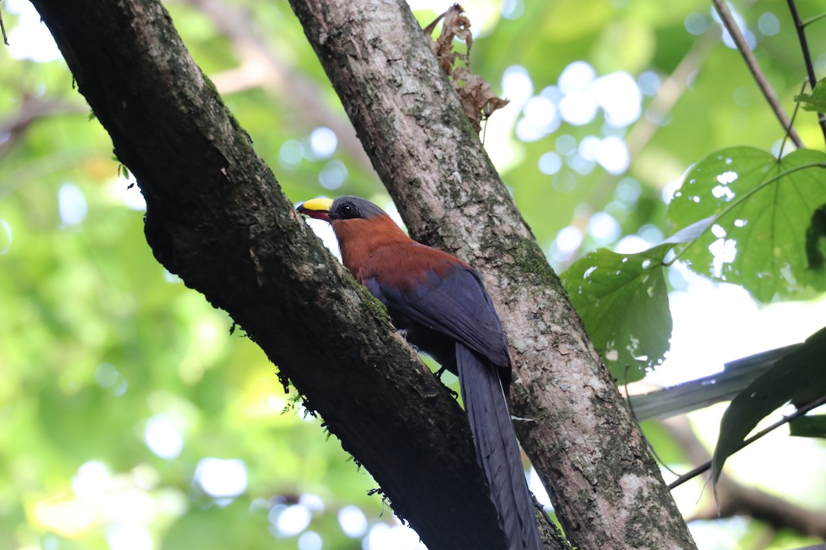 Yellow-billed Malkoha - ML613466502