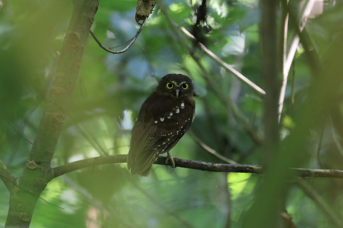 Ochre-bellied Boobook - ML613466528