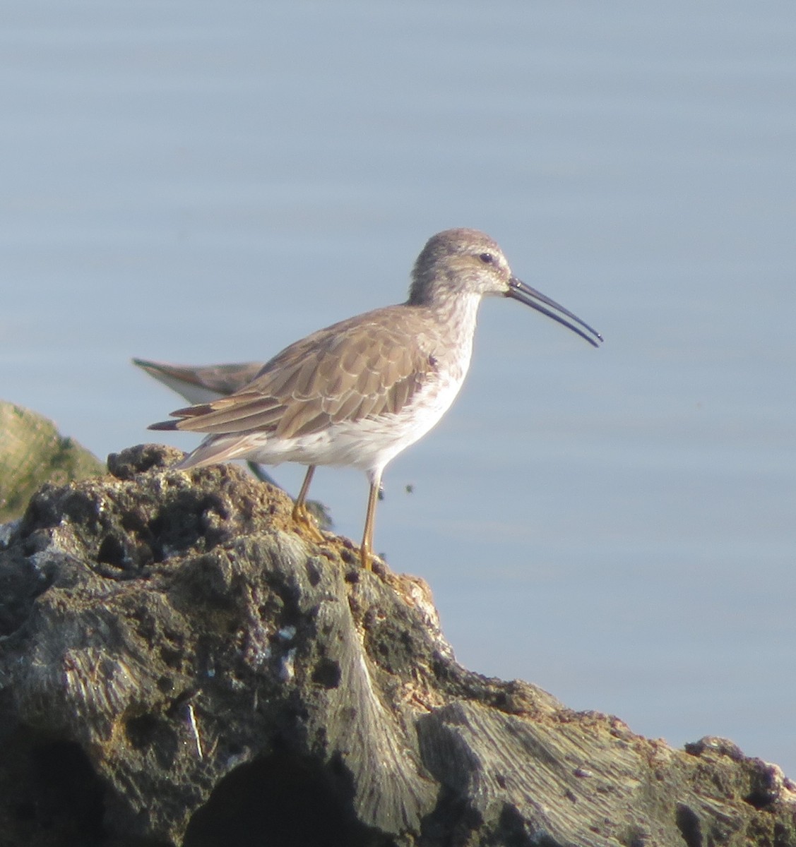 Stilt Sandpiper - ML613466536