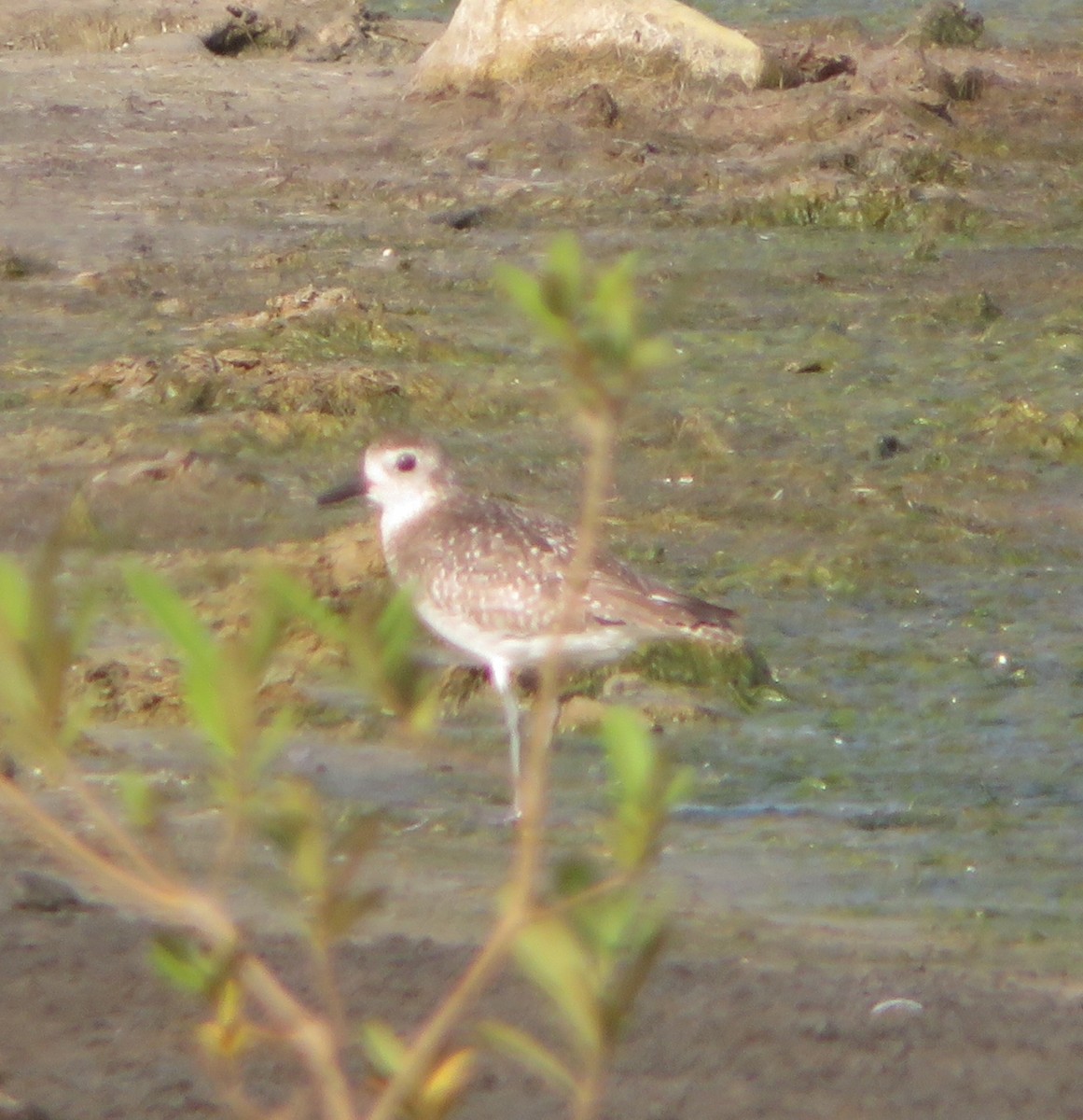 Black-bellied Plover - ML613466558