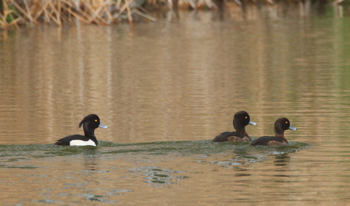 Tufted Duck - ML613466562
