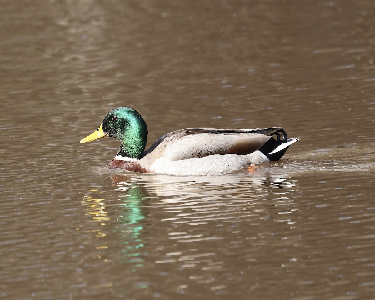 Mallard - ML613466565