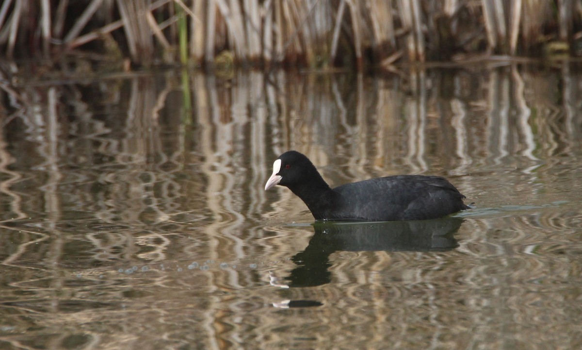 Eurasian Coot - Nelson Fonseca