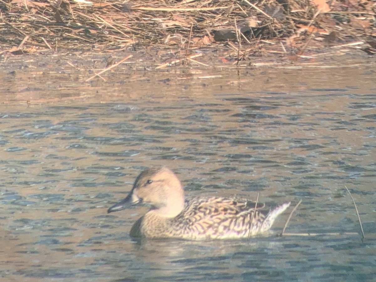 Mallard x Northern Pintail (hybrid) - ML613466615