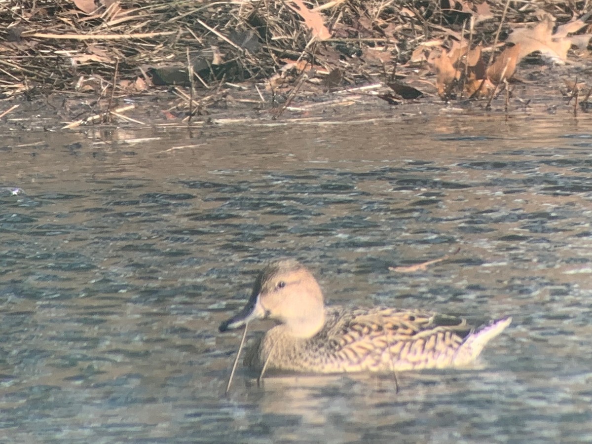 Mallard x Northern Pintail (hybrid) - ML613466619