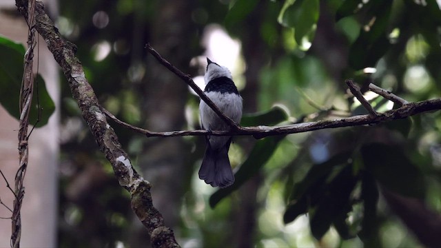 Pied Monarch - ML613466636