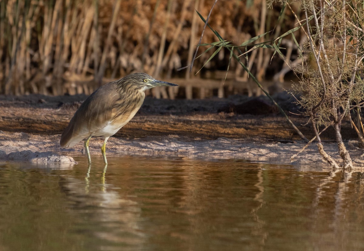 Squacco Heron - ML613466639