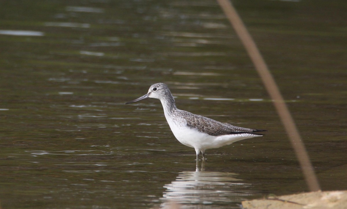 Common Greenshank - Nelson Fonseca