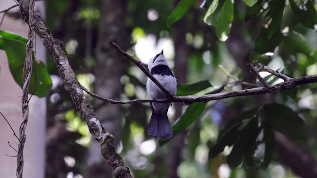 Pied Monarch - ML613466798