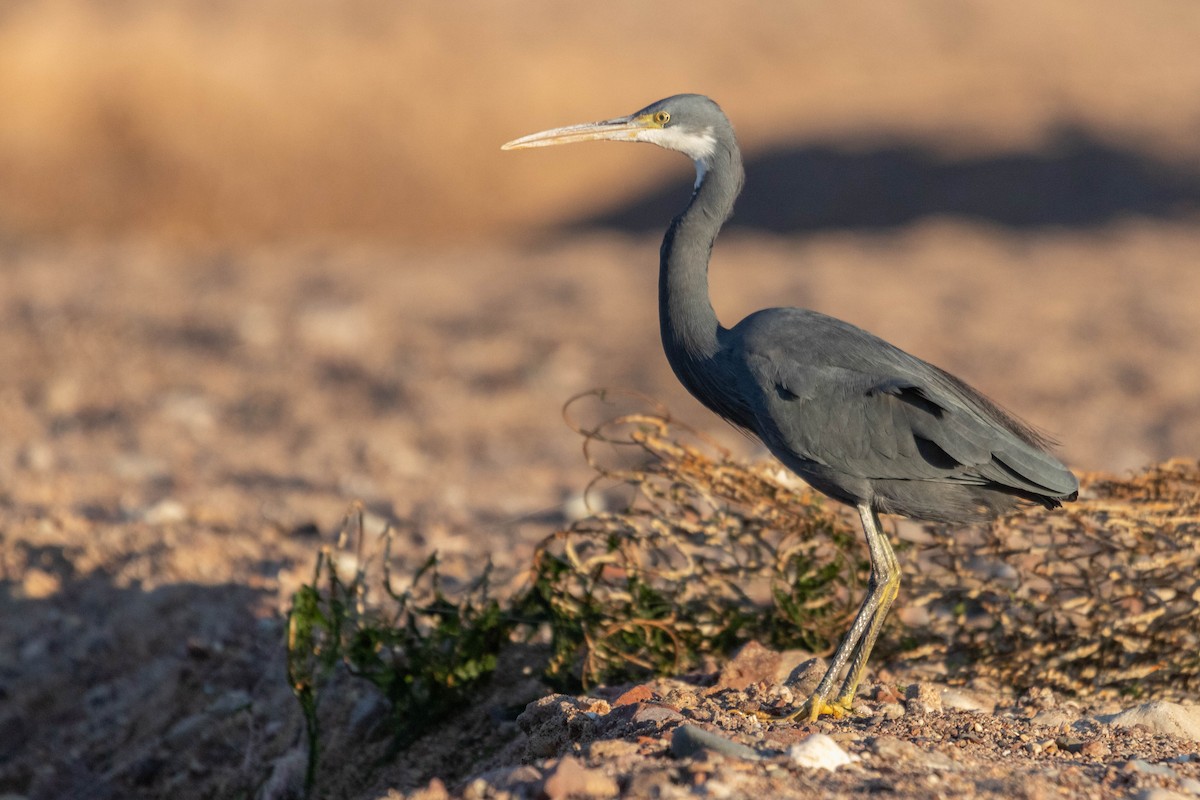 Western Reef-Heron - ML613466819