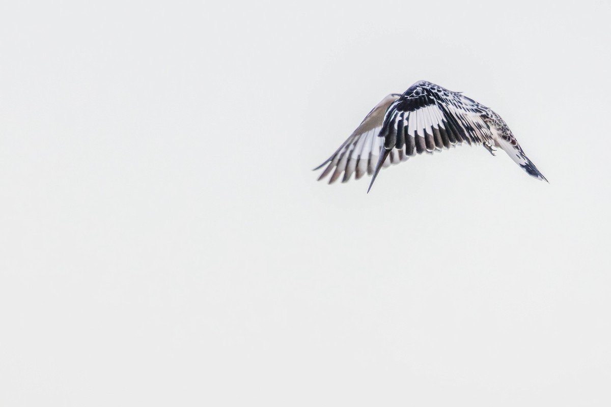 Pied Kingfisher - ML613466849