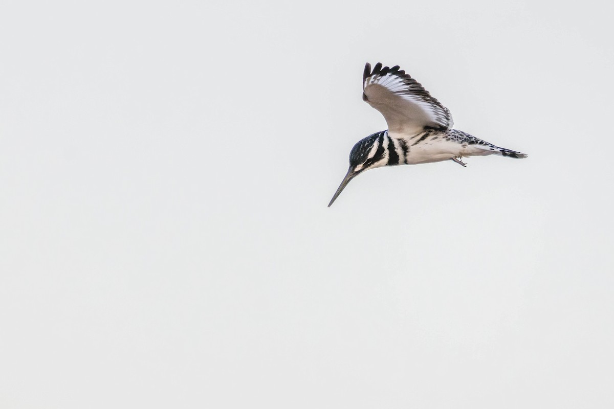 Pied Kingfisher - ML613466850