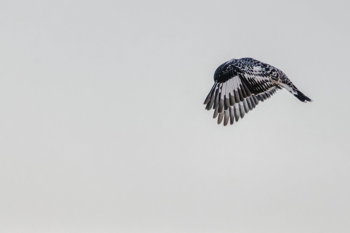 Pied Kingfisher - ML613466854