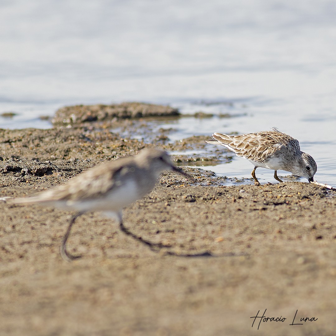 Least Sandpiper - Horacio Luna