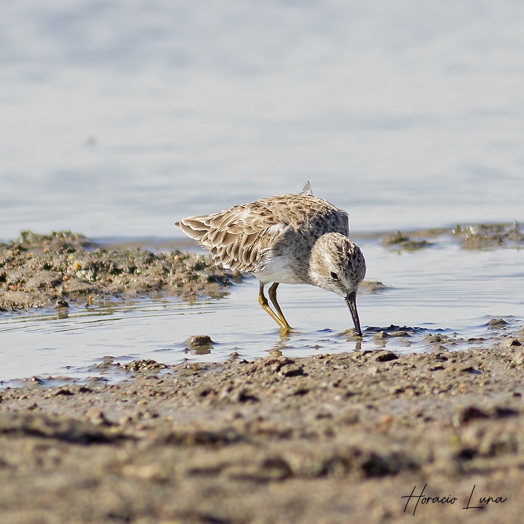 Least Sandpiper - ML613466891