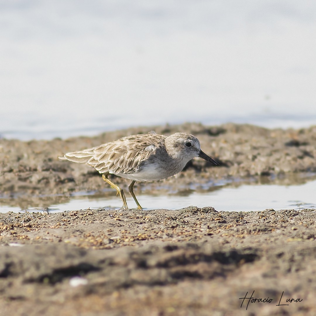 Least Sandpiper - ML613466892