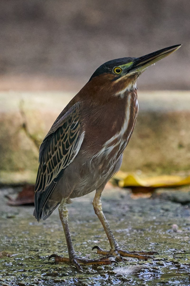 Green Heron - Philip Cumming