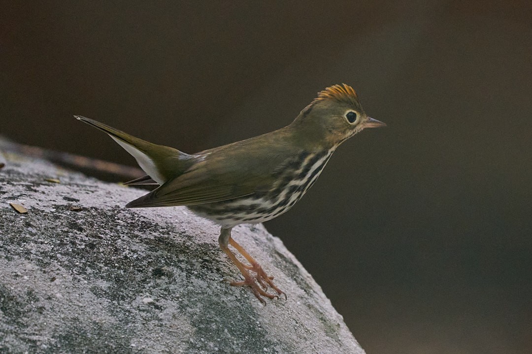 Ovenbird - Philip Cumming