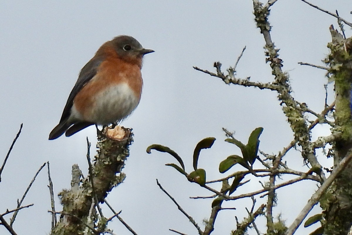 Eastern Bluebird - Judith A. Kennedy