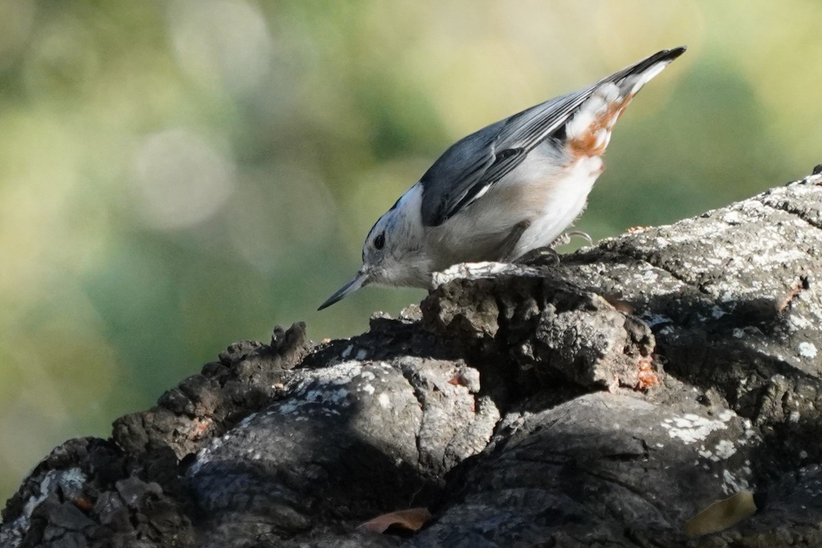 White-breasted Nuthatch - ML613467033