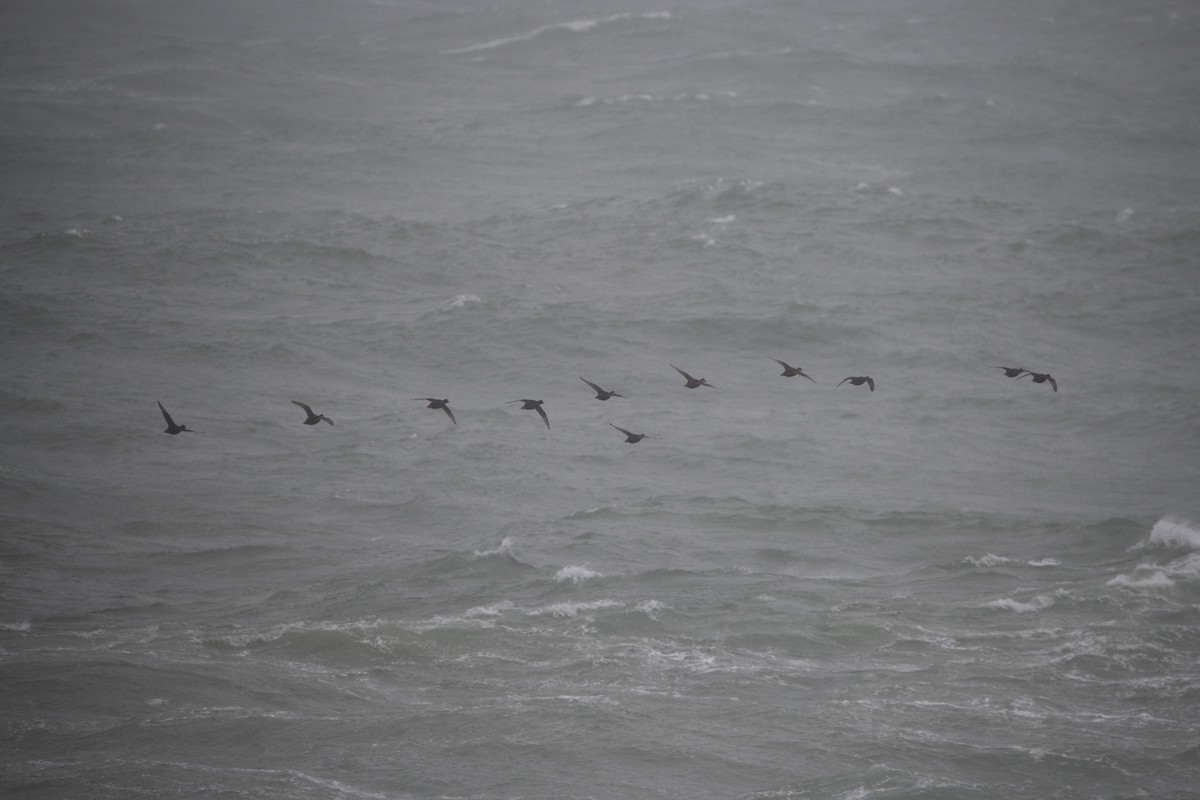 Black Scoter - Mael Glon