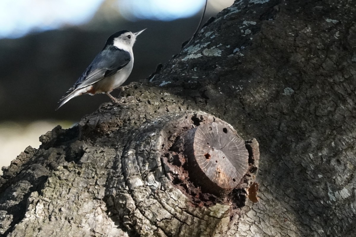 White-breasted Nuthatch - ML613467042