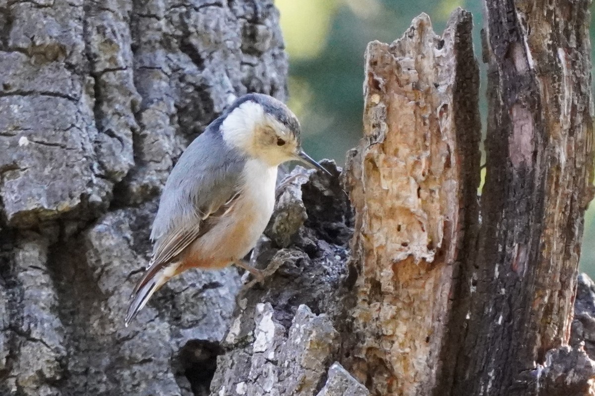 White-breasted Nuthatch - ML613467077