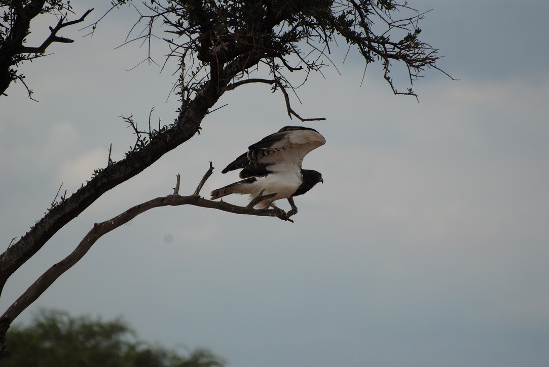 Black-chested Snake-Eagle - Anonymous
