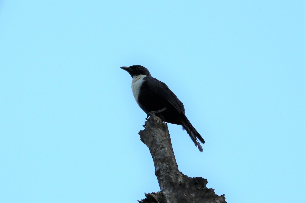 špaček bělokrký - ML613467101