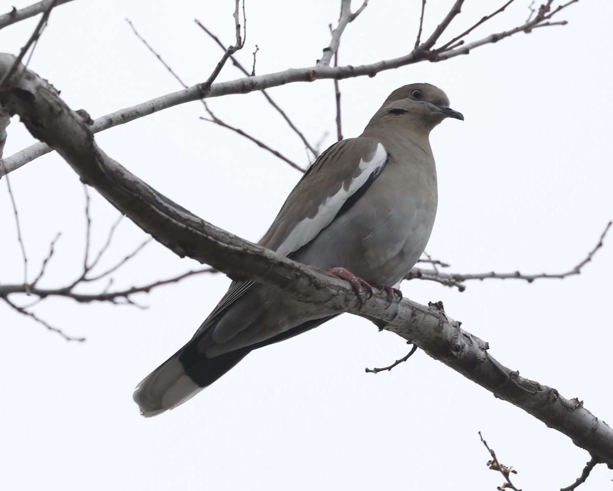White-winged Dove - ML613467200