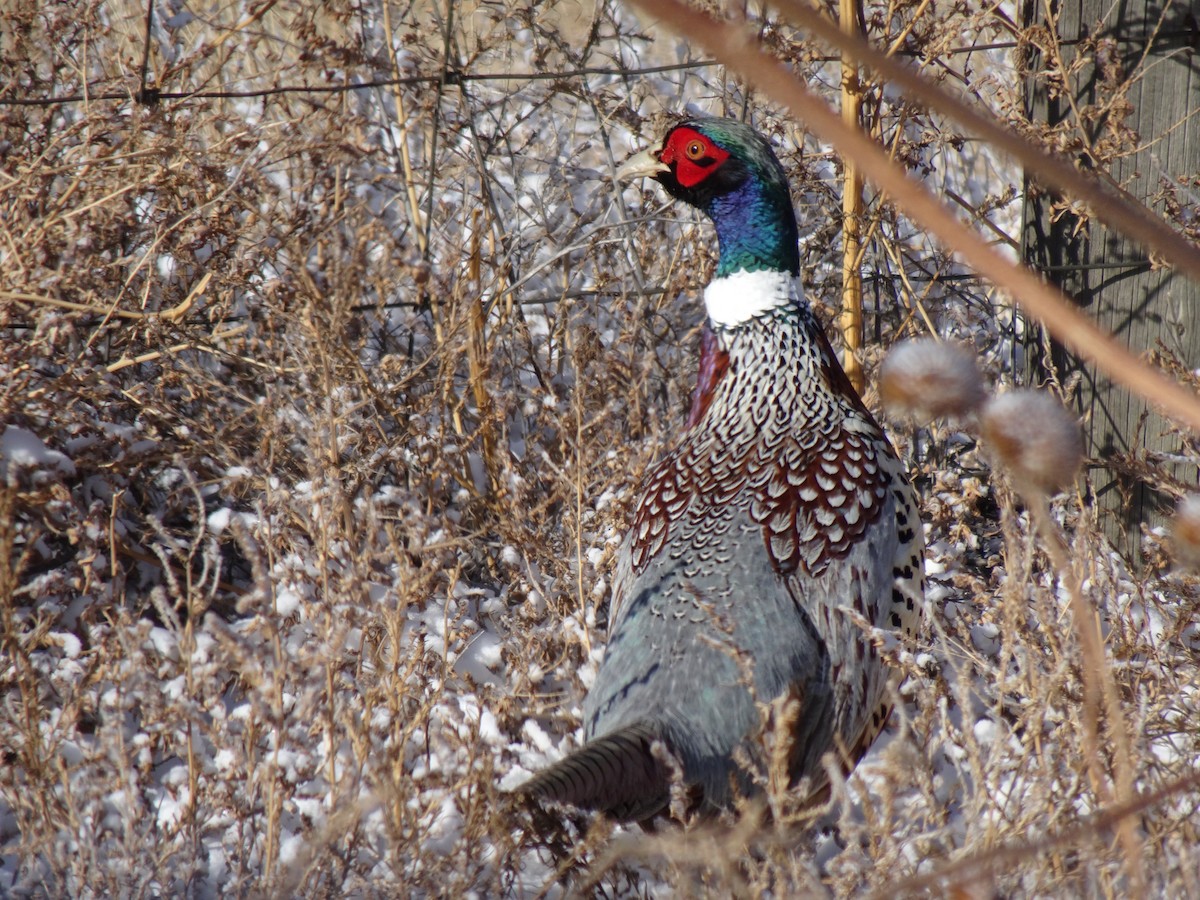 Ring-necked Pheasant - ML613467242