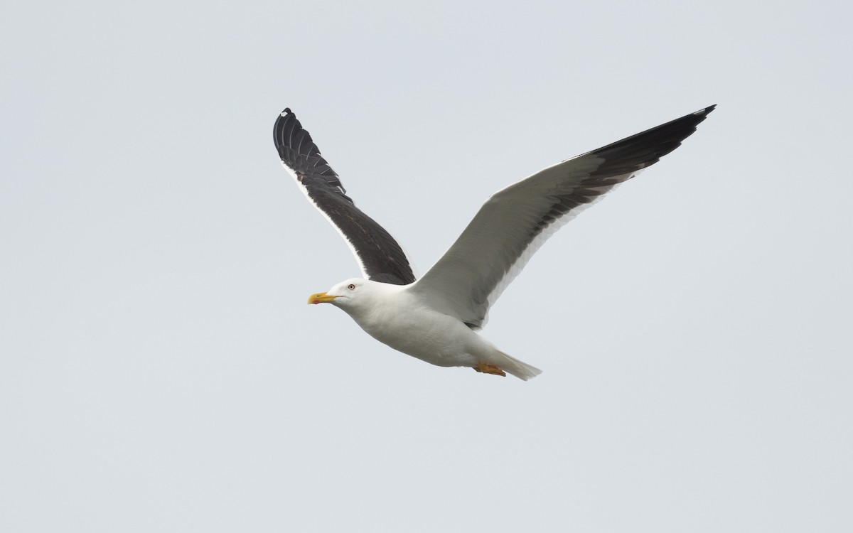 Lesser Black-backed Gull (fuscus) - ML613467246