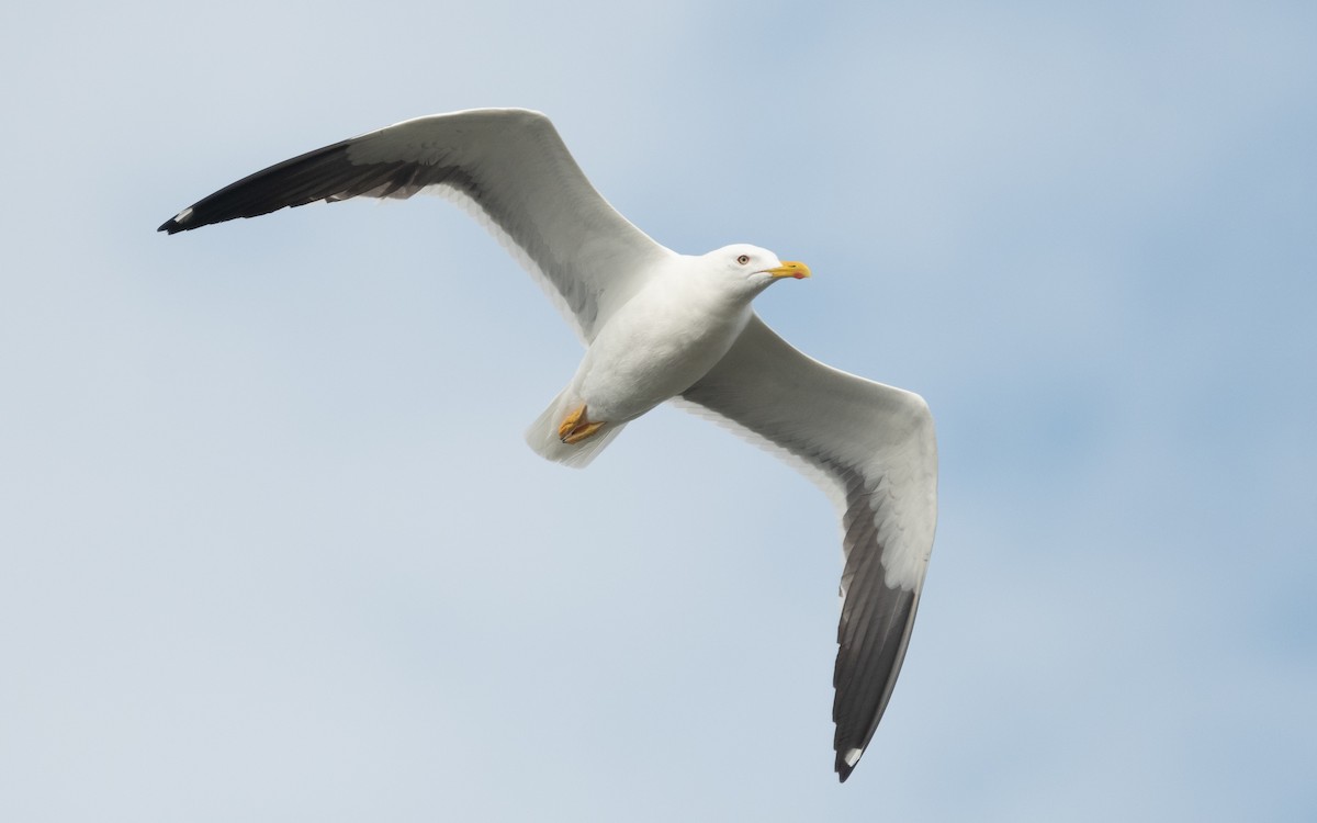 Lesser Black-backed Gull (fuscus) - ML613467319