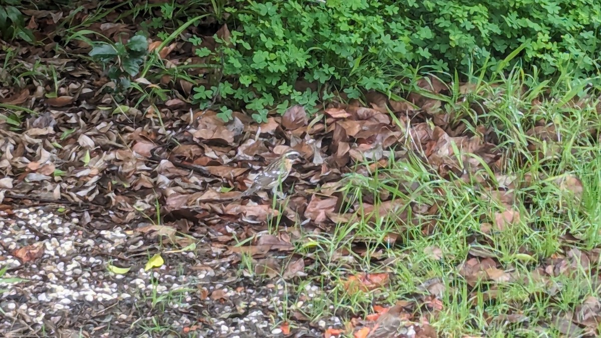 Black-headed Grosbeak - ML613467368