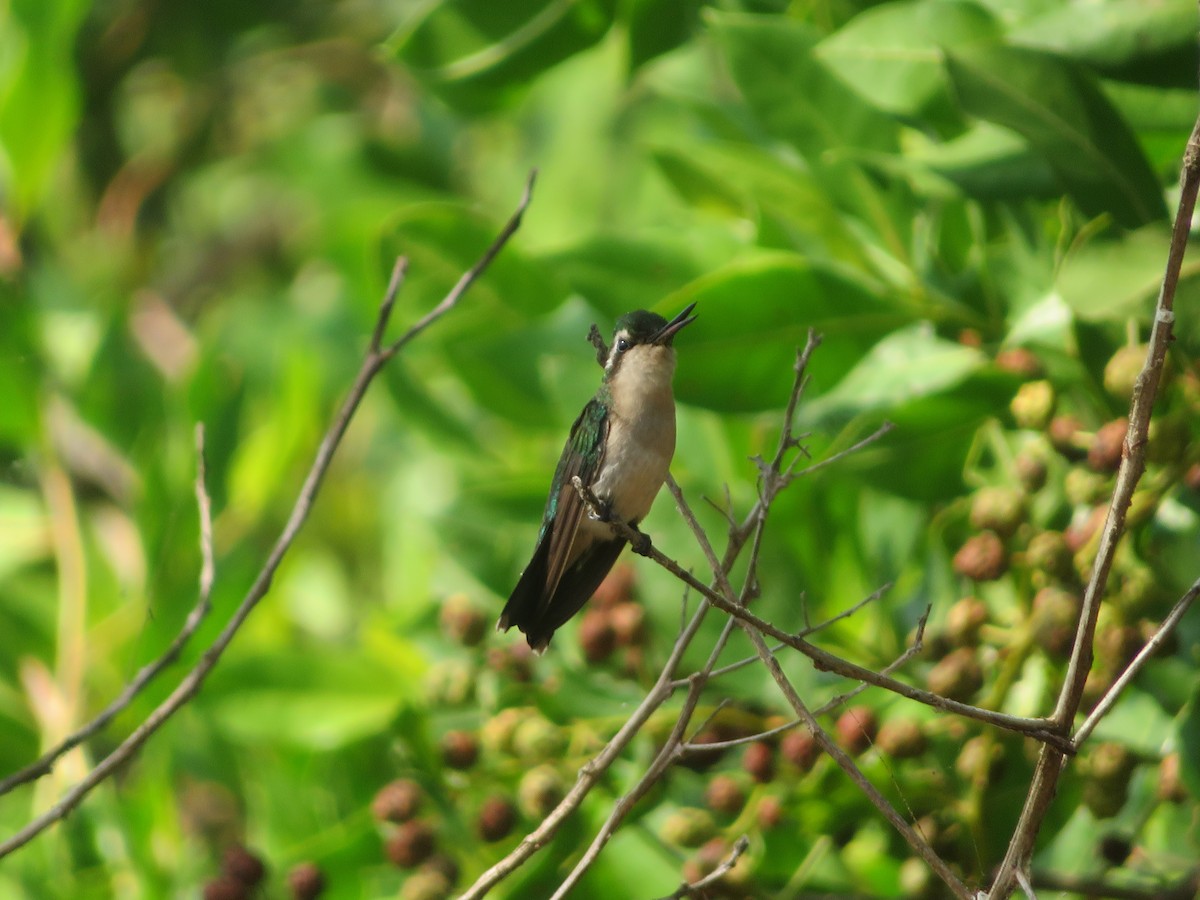 Red-billed Emerald - ML613467567