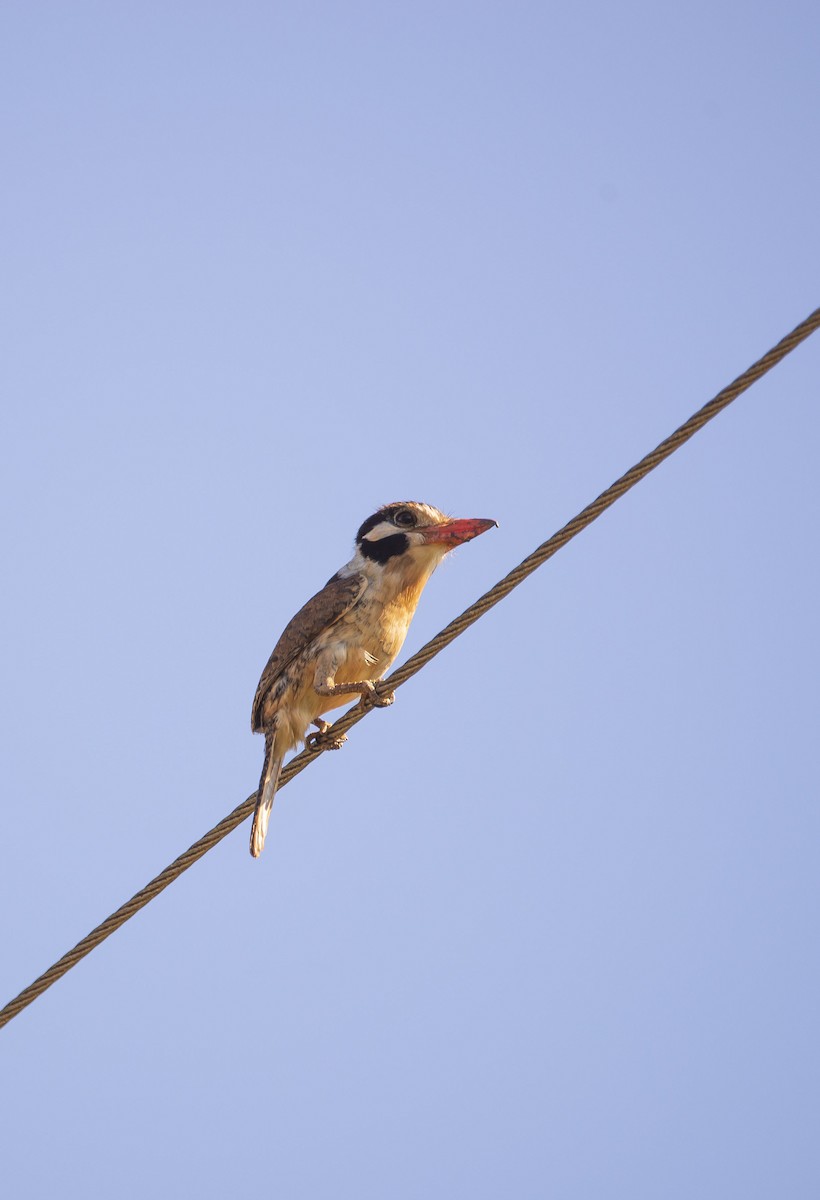 White-eared Puffbird - ML613467611