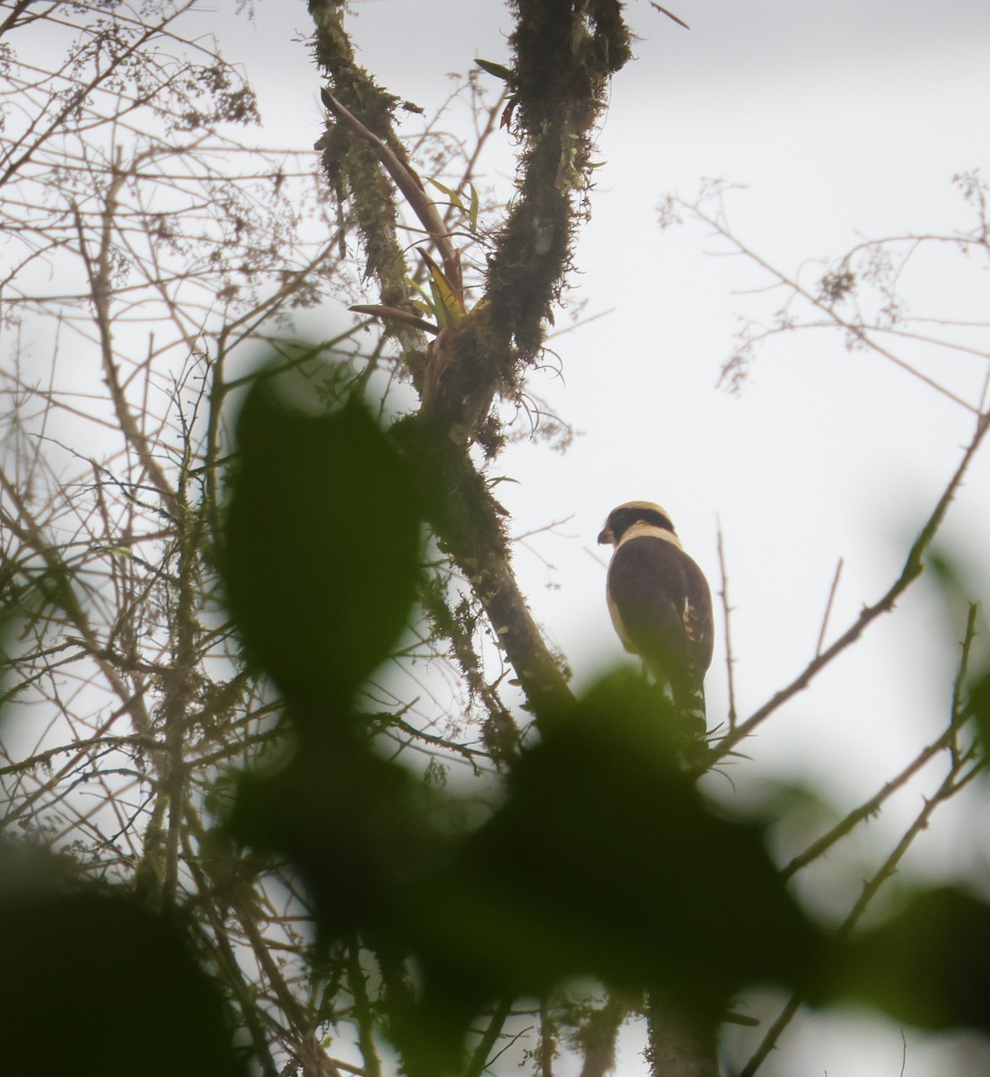 Laughing Falcon - ML613467618