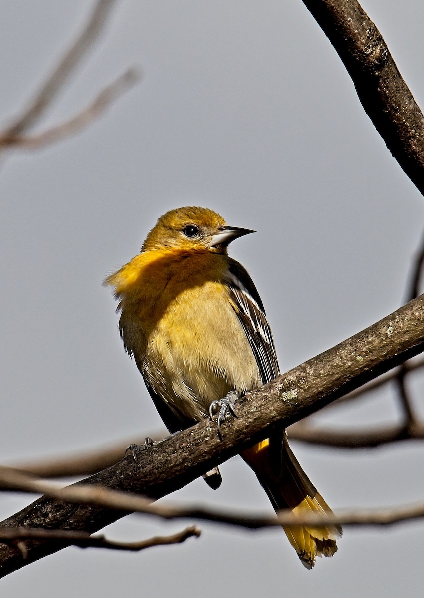 Baltimoretrupial - ML613467619