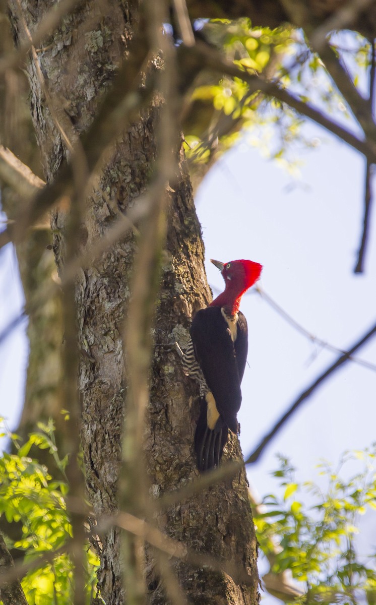 Robust Woodpecker - ML613467620