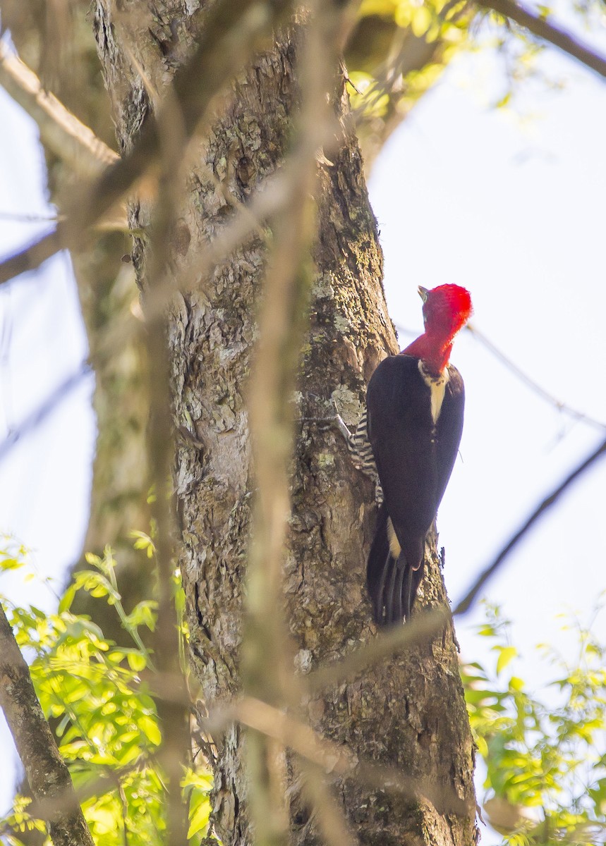 Robust Woodpecker - ML613467621