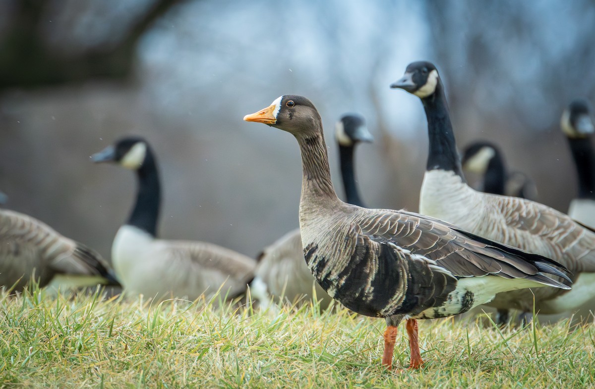 Greater White-fronted Goose - ML613467635