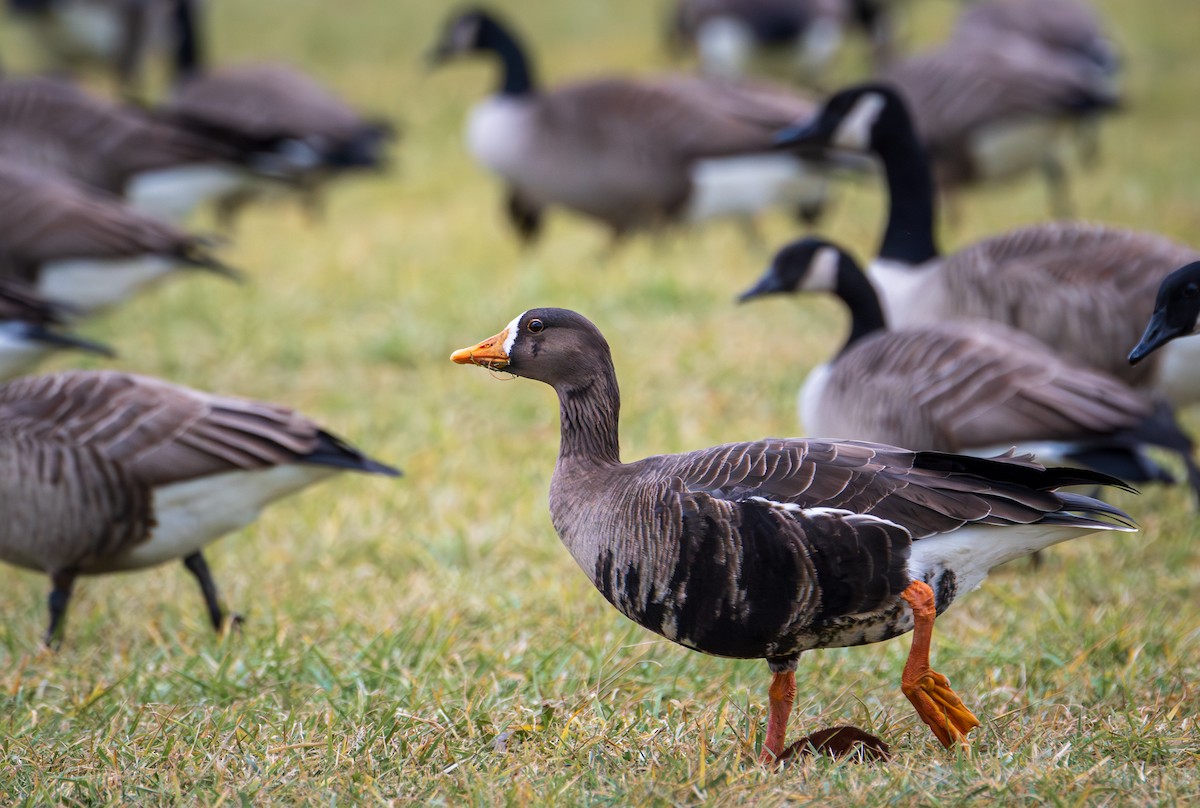 Greater White-fronted Goose - ML613467636